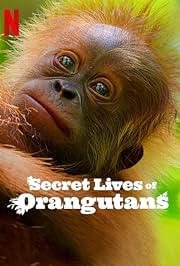 secret lives of orangutans